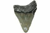 Serrated, Juvenile Megalodon Tooth - North Carolina #311842-1